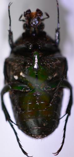 Coptomia mauritiana
